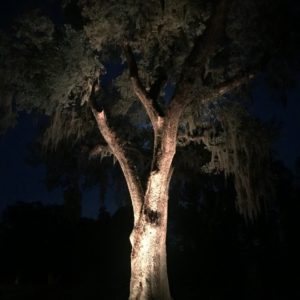 Tree Uplighting